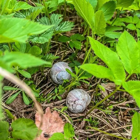 Semesterbostad Mazury Linowo - Z Basenami *